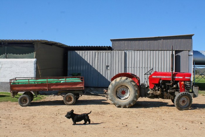Tractor. A red tractor on the farm.
