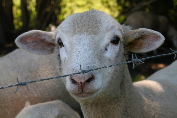 Sheep One sheep standing behind a fence.