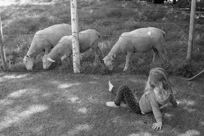 Sheep. Sheep eating grass on a farm.