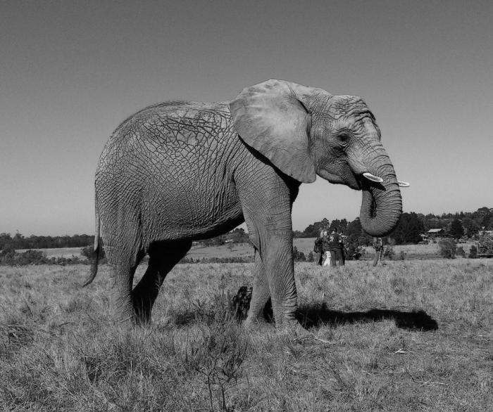 Black and white elephant photo.