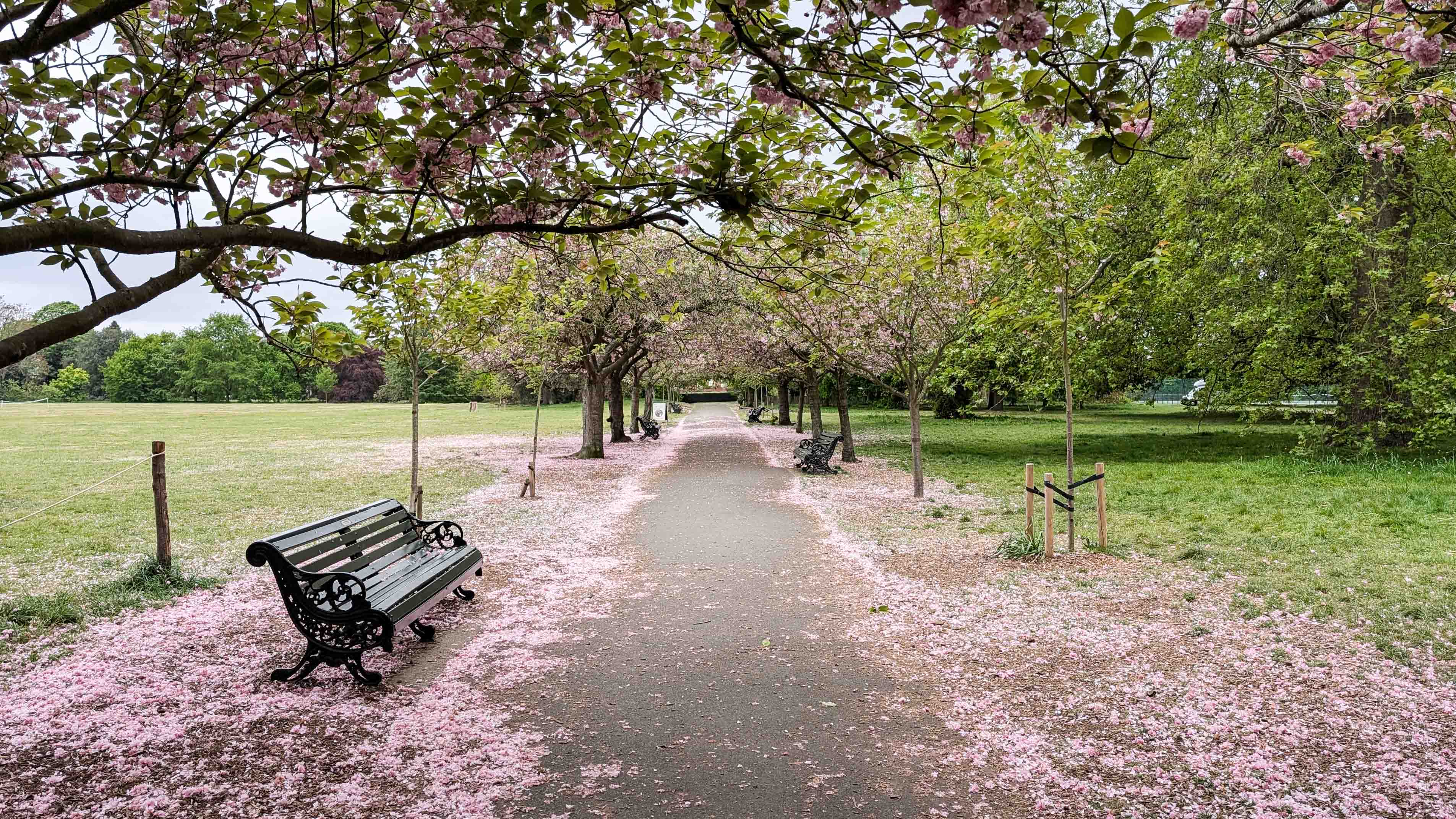 Blossoms